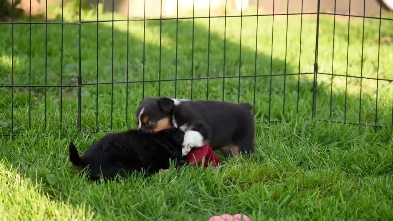 Mixed Breed dogs for sale: Stoker - Video 1
