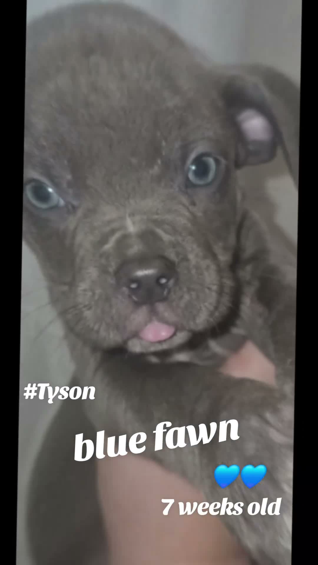 American Bully dogs for sale: Tyson - Video 1