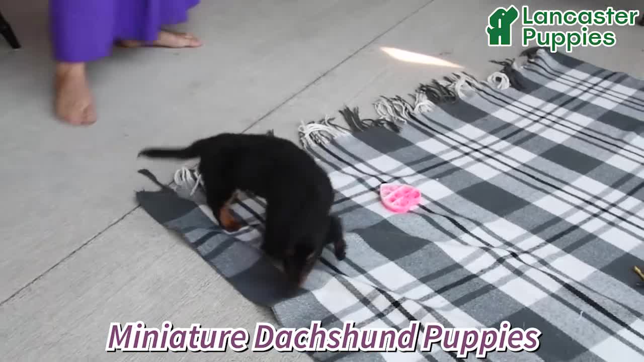Miniature Dachshund dogs for sale: Rodney - Video 1