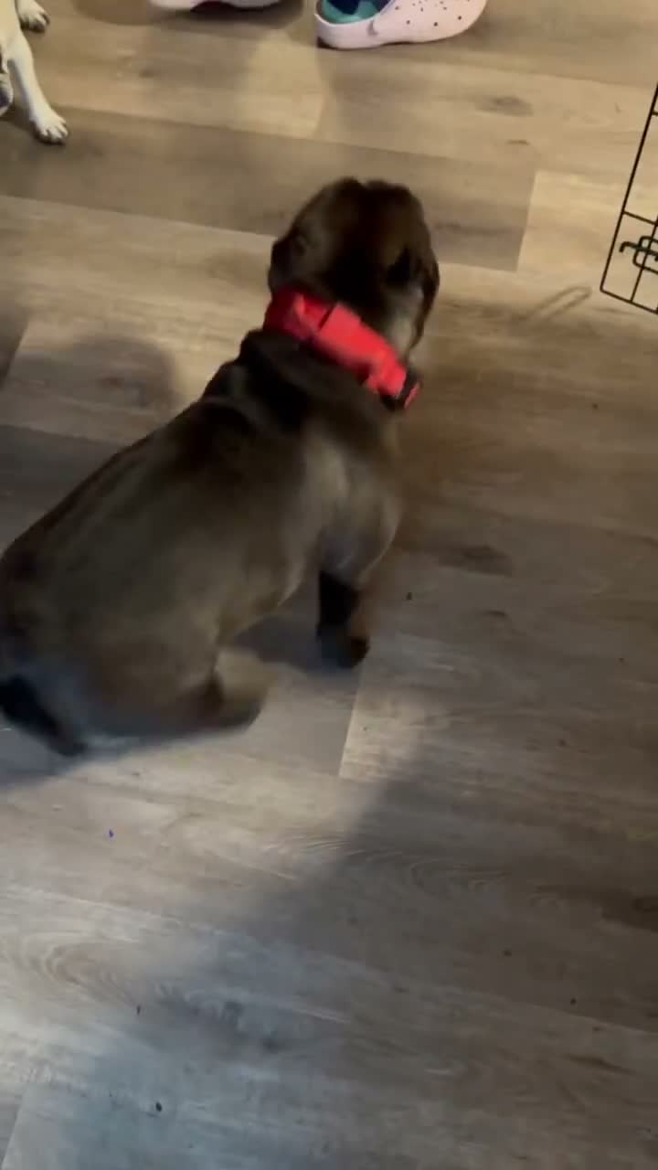 American Bully dogs for sale: American Bully 1 - Video 2