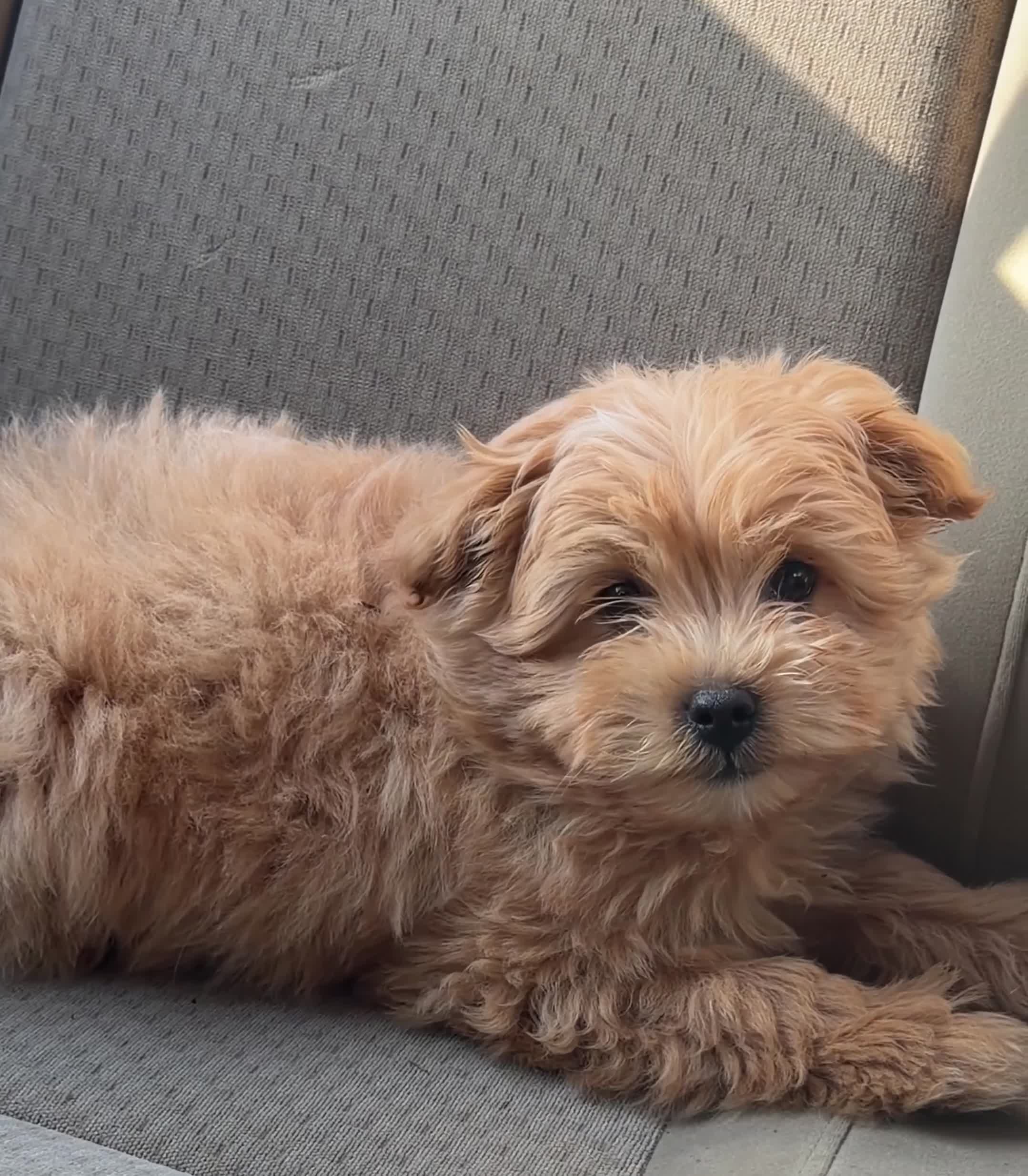Pomapoo dogs for sale: Cheerio - Video 6