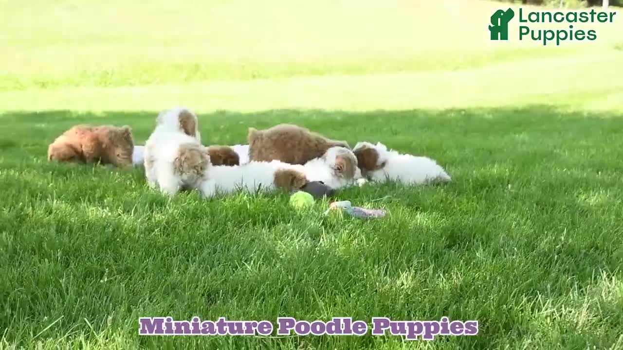 Miniature Poodle dogs for sale: Linny - Video 1