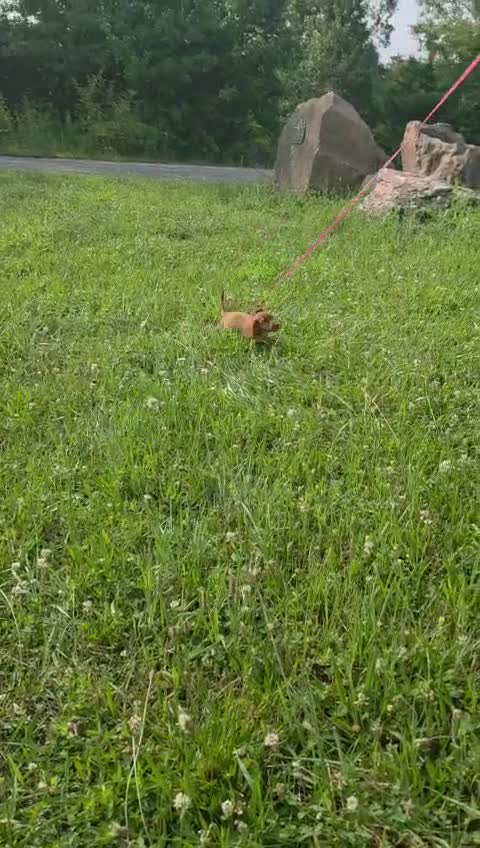 Dachshund dogs for sale: Dachshund 1 - Video 1