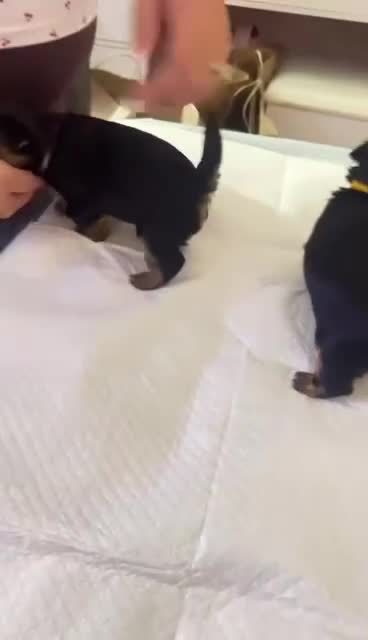 Yorkshire Terrier dogs for sale: Yorkshire Terrier Puppy 2 - Video 2