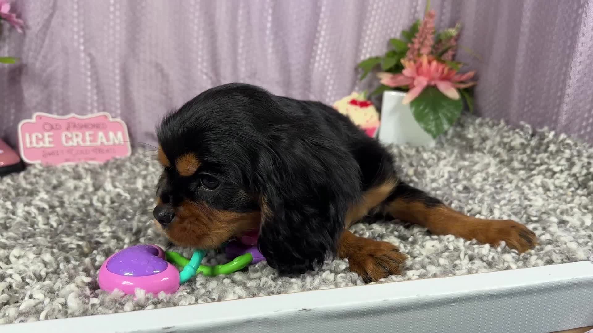Cavalier King Charles Spaniel dogs for sale: Cavalier King Charles Spaniel 1 - Video 1