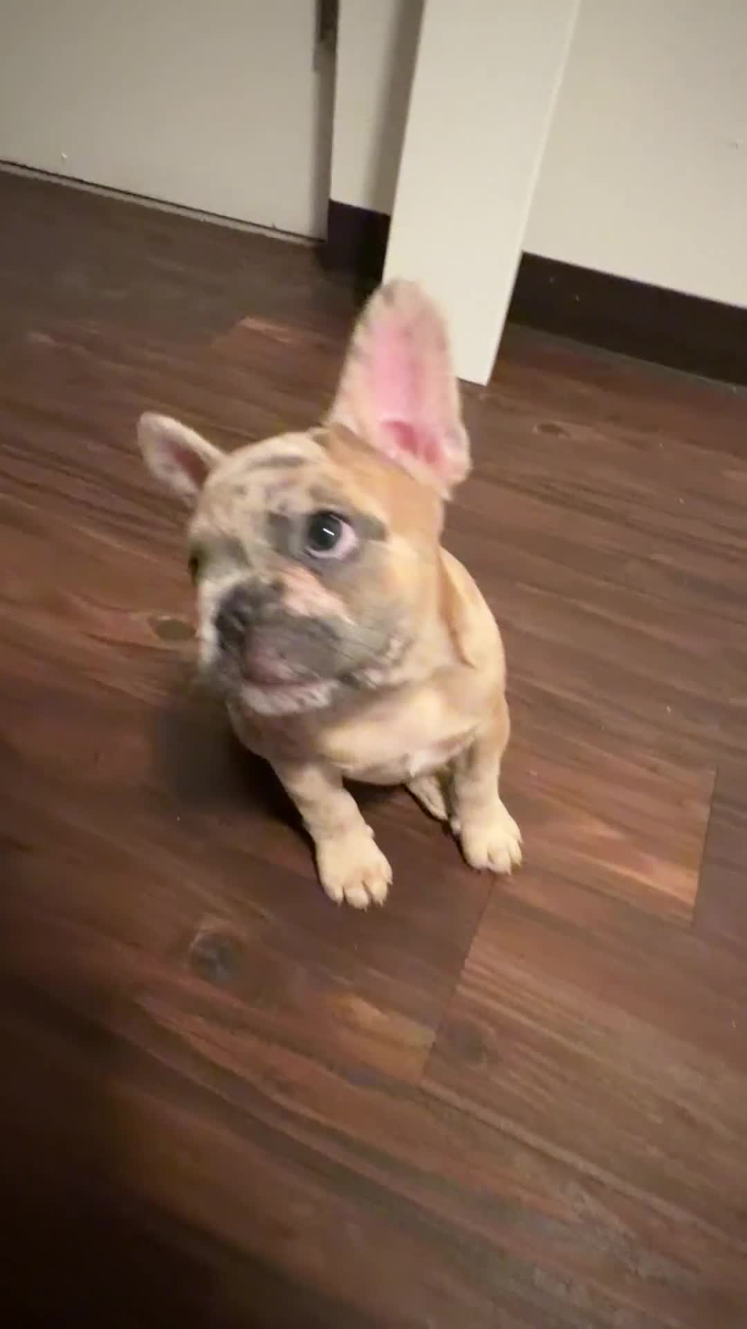 French Bulldog dogs for sale: Izzy - Video 1