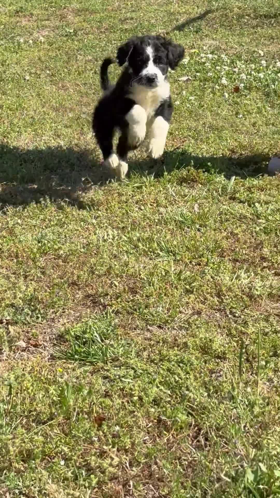 Aussiedoodle dogs for sale: Twilight Sparkle (purple) - Video 1