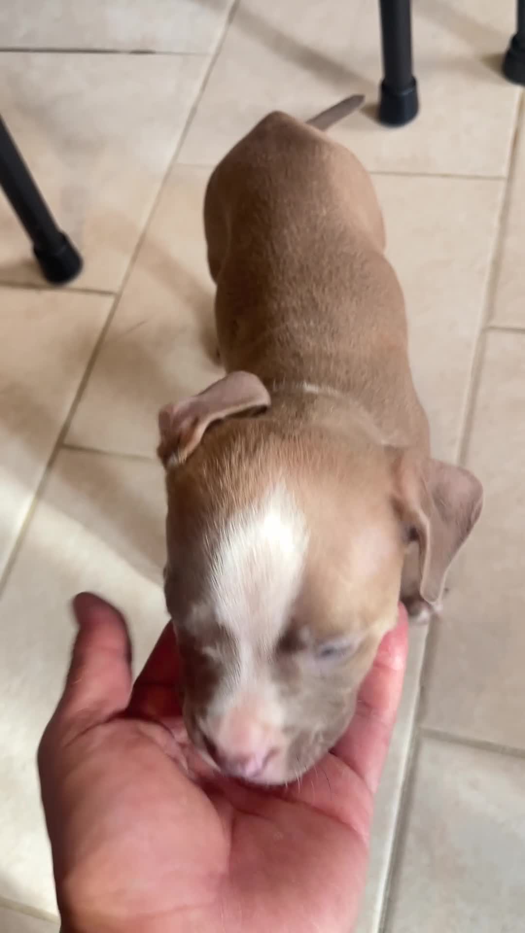 American Pit Bull Terrier dogs for sale: American Pit Bull Terrier 1 - Video 2