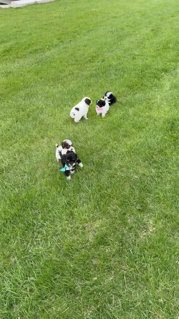 Mini Bernedoodle dogs for sale: Mini Brynn - Video 3