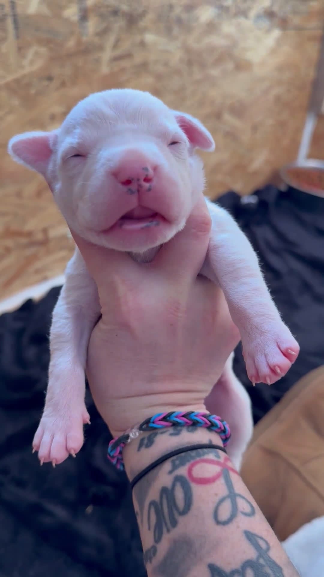 Dogo Argentino dogs for sale: Yellow collar male - Video 1