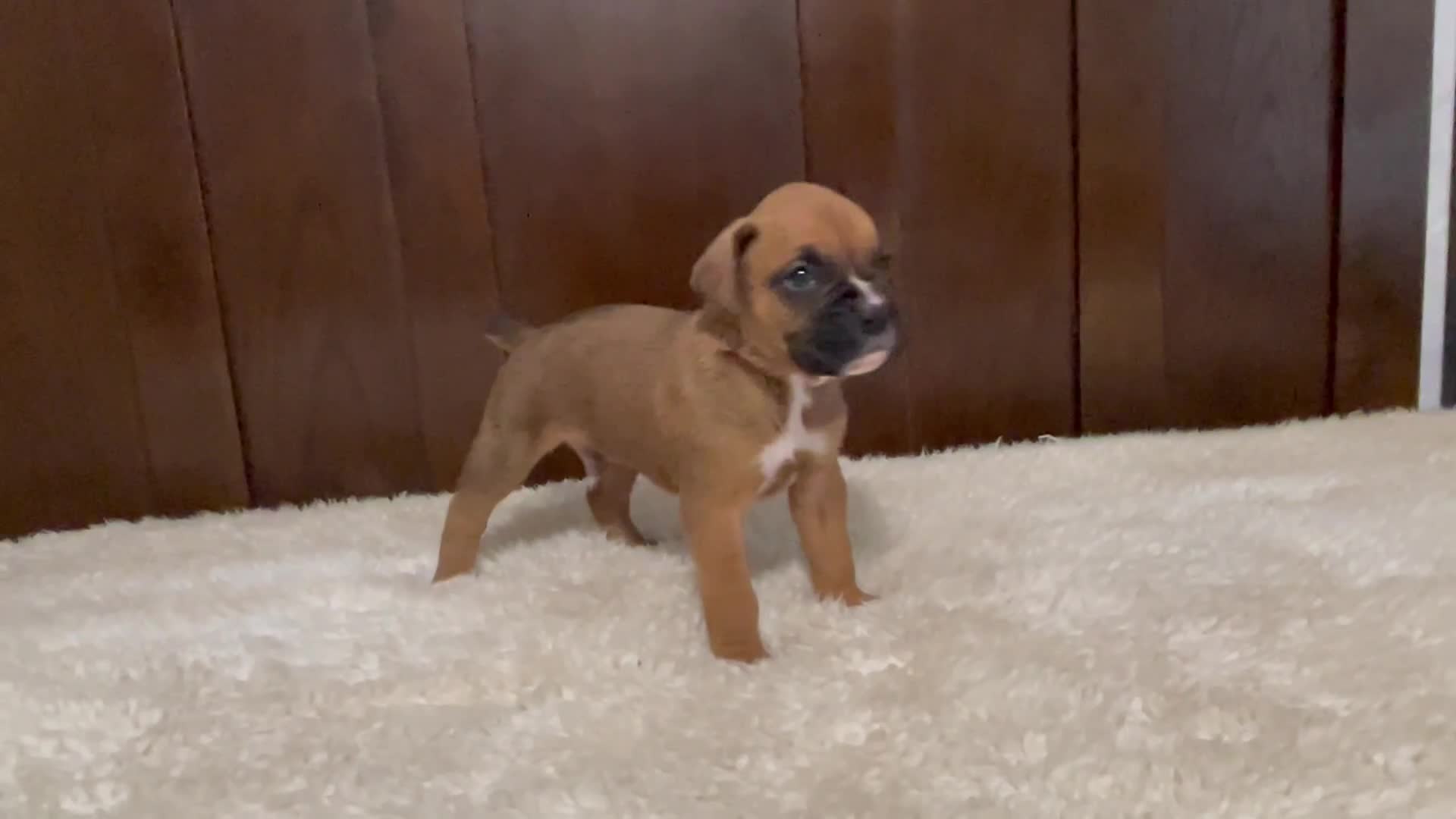 Boxer dogs for sale: Max - Video 1