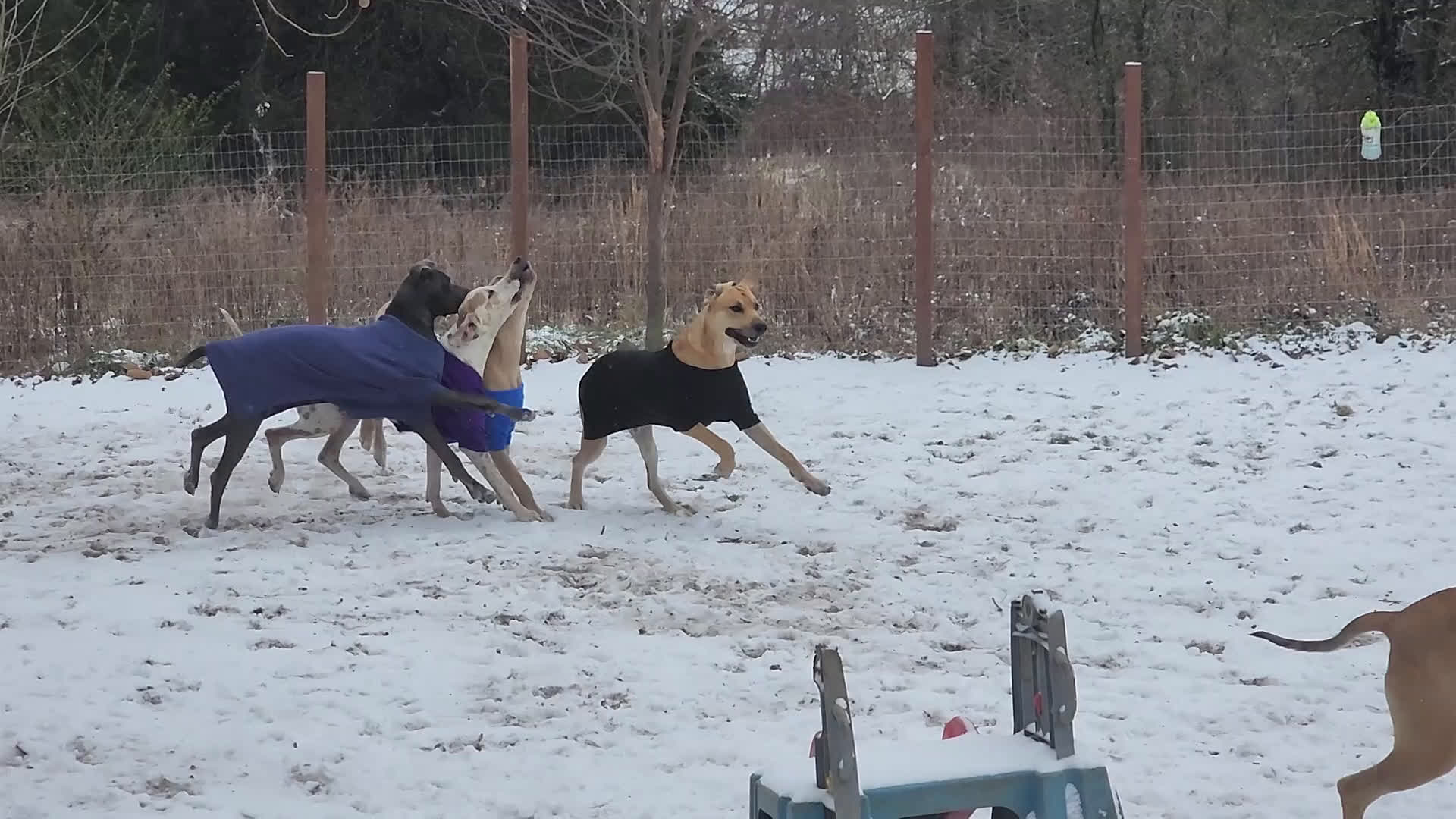 Great Dane dogs for sale: Great Dane Puppy 3 - Video 1