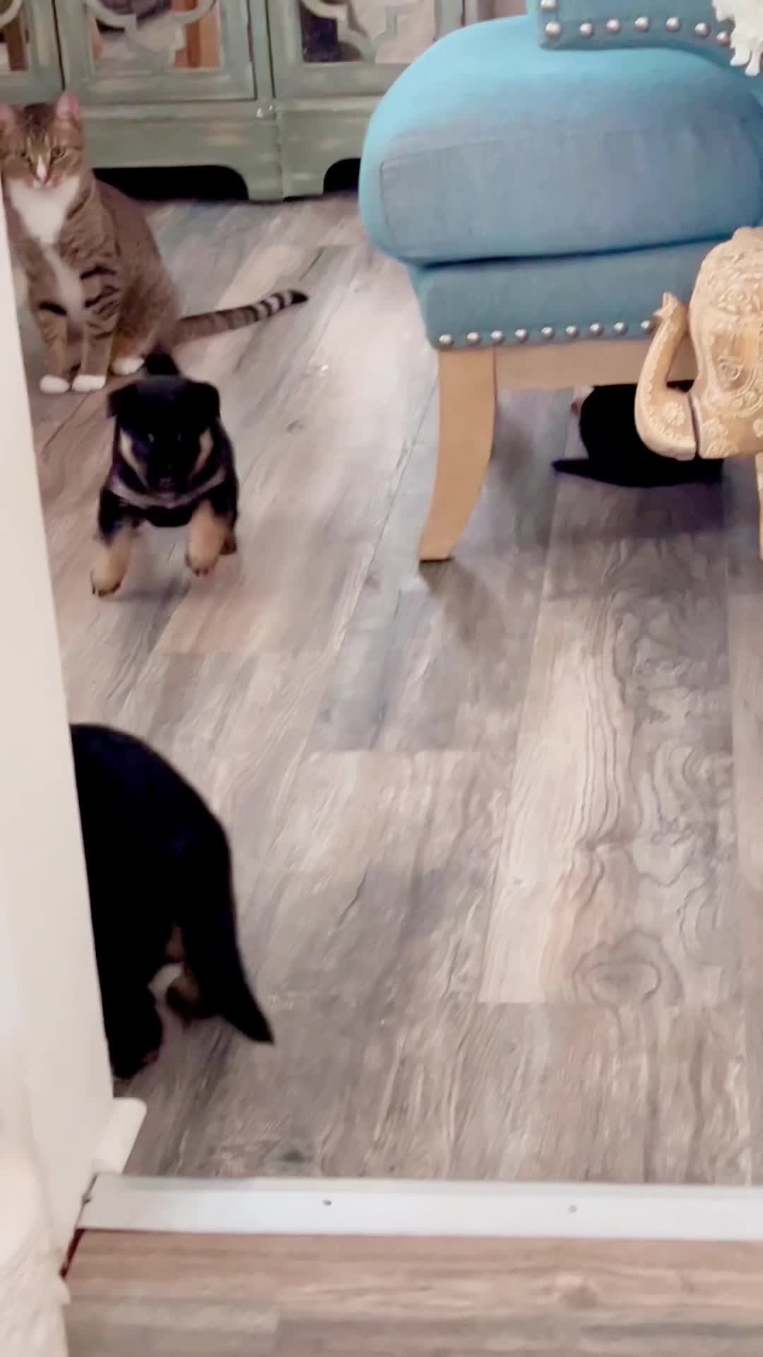 Mixed Breed dogs for sale: Jax - Video 1