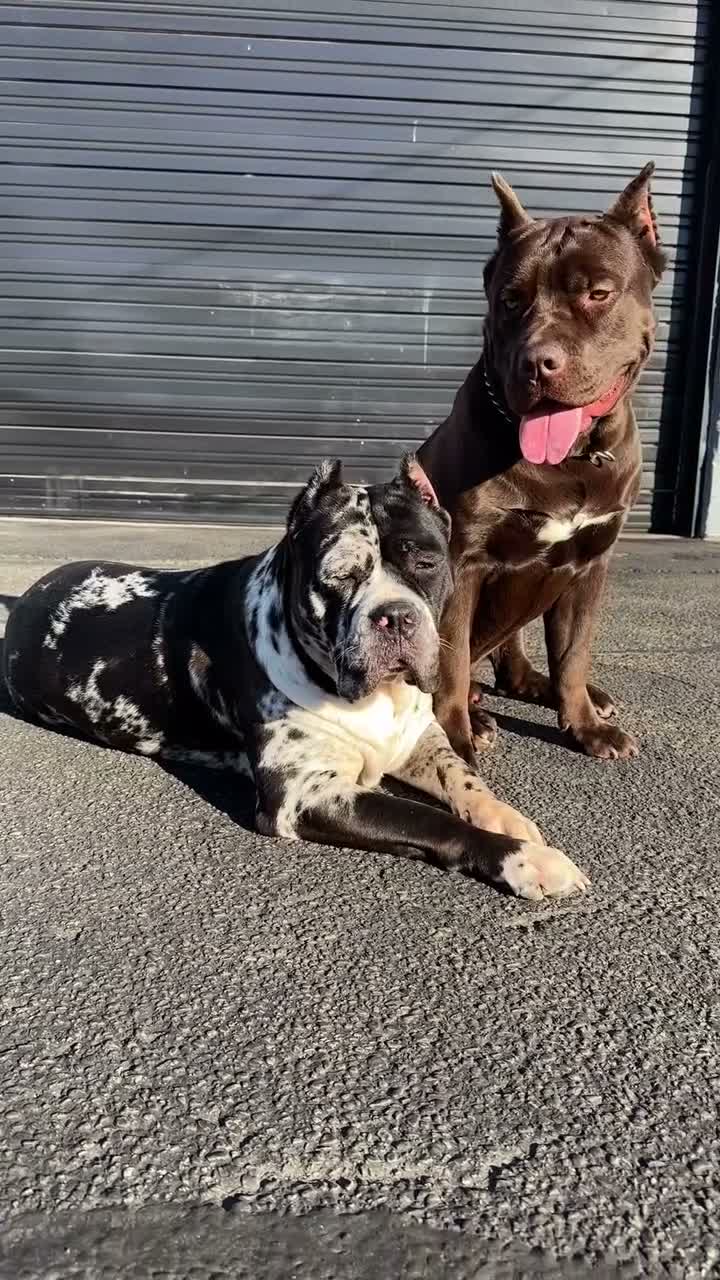 Cane Corso dogs for sale: Candy Coated Blueberry: North American Mastiff  - Video 1