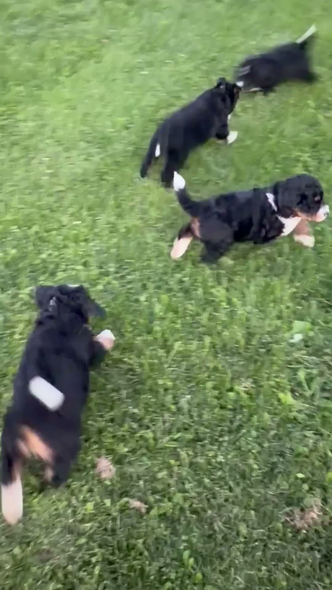 Bernedoodle dogs for sale: Stormy - Video 2