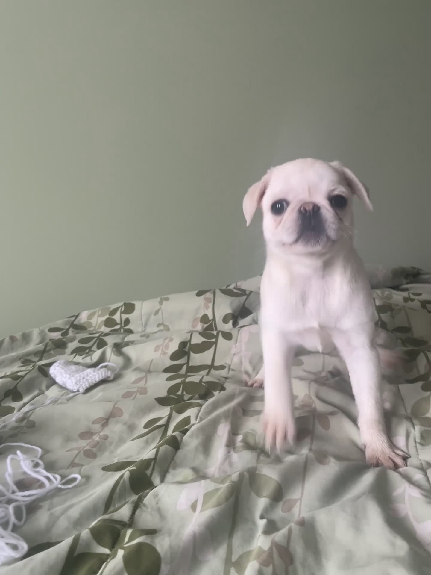 Pug dogs for sale: Coco  - Video 1