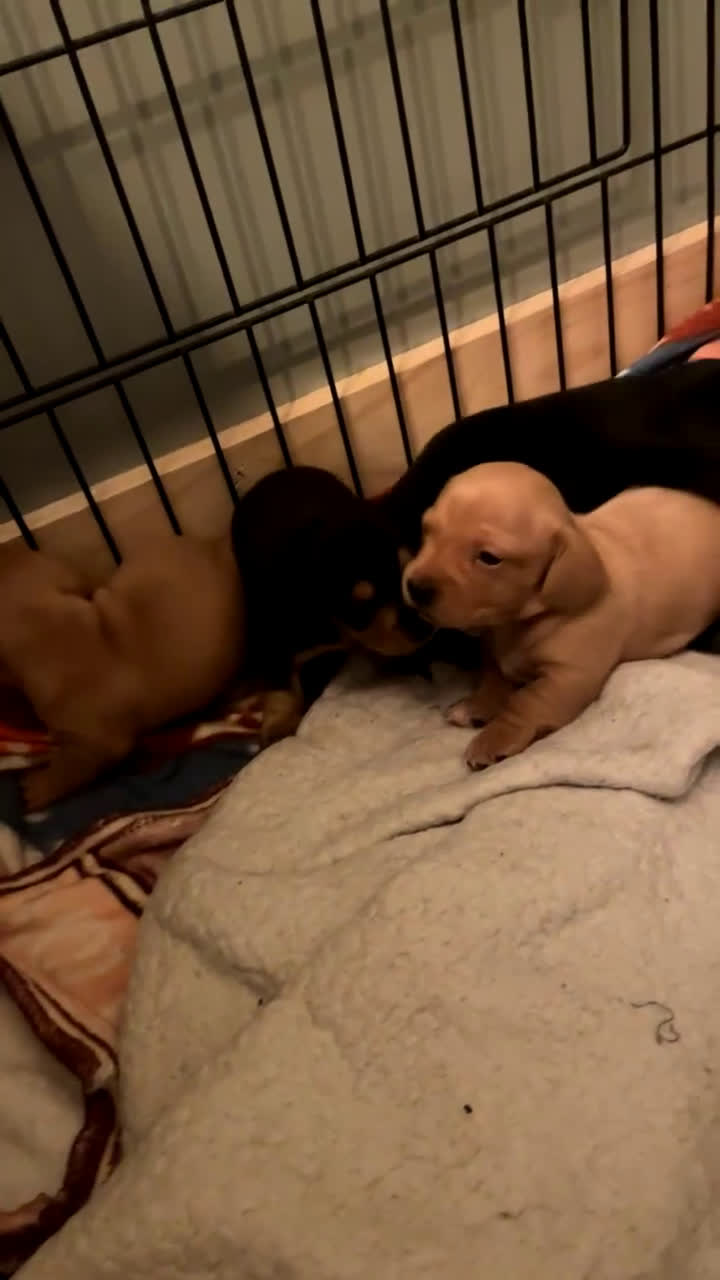 Miniature Dachshund dogs for sale: Miniature Dachshund Puppy 1 - Video 2