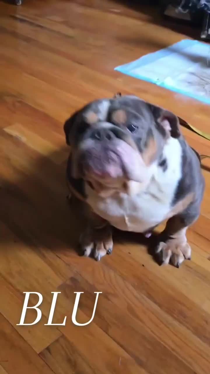 English Bulldog dogs for sale: BLU - Video 4