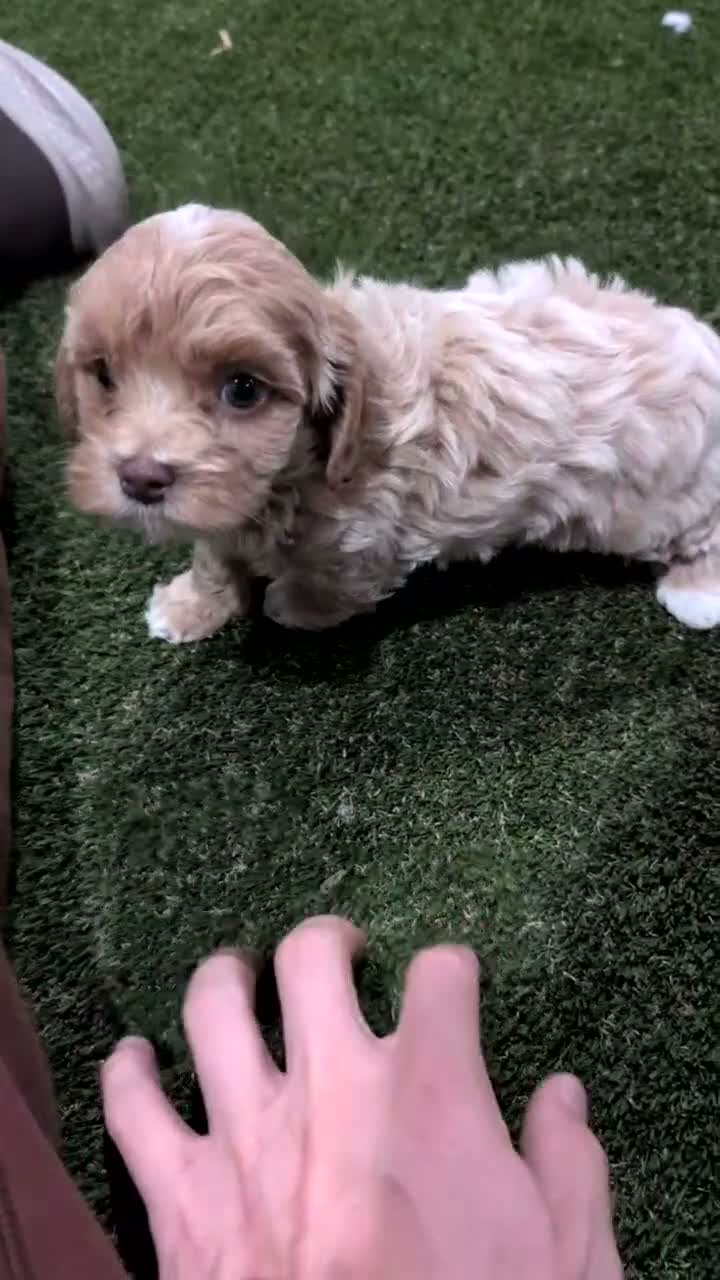 Cockapoo dogs for sale: Ezi - Video 1