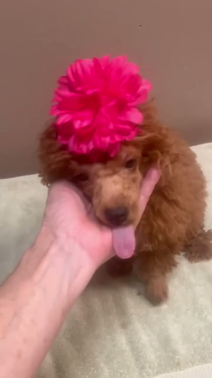 Toy Poodle dogs for sale: Deep Red - Video 1
