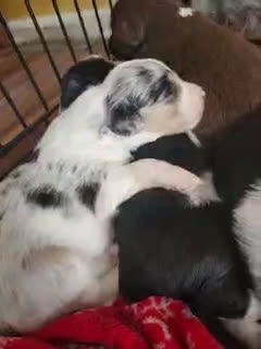Miniature Australian Shepherd dogs for sale: Miniature Australian Shepherd Puppy 3 - Video 1