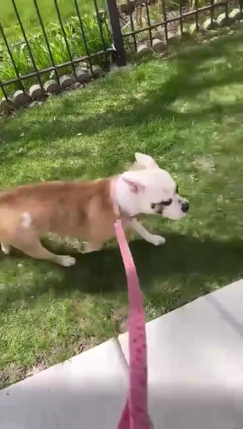 American Bully dogs for sale: American Bully Puppy 1 - Video 2