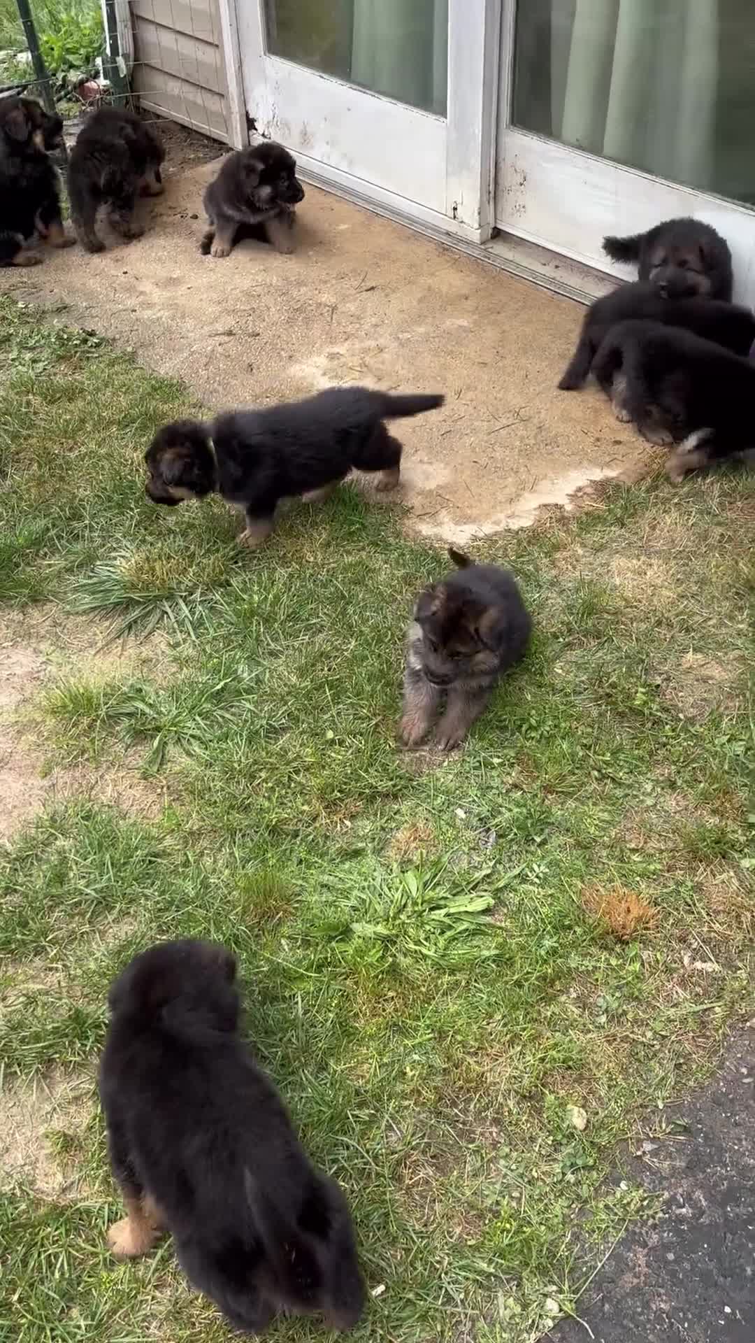 German Shepherd dogs for sale: Maple (Orange Collar) - Video 2