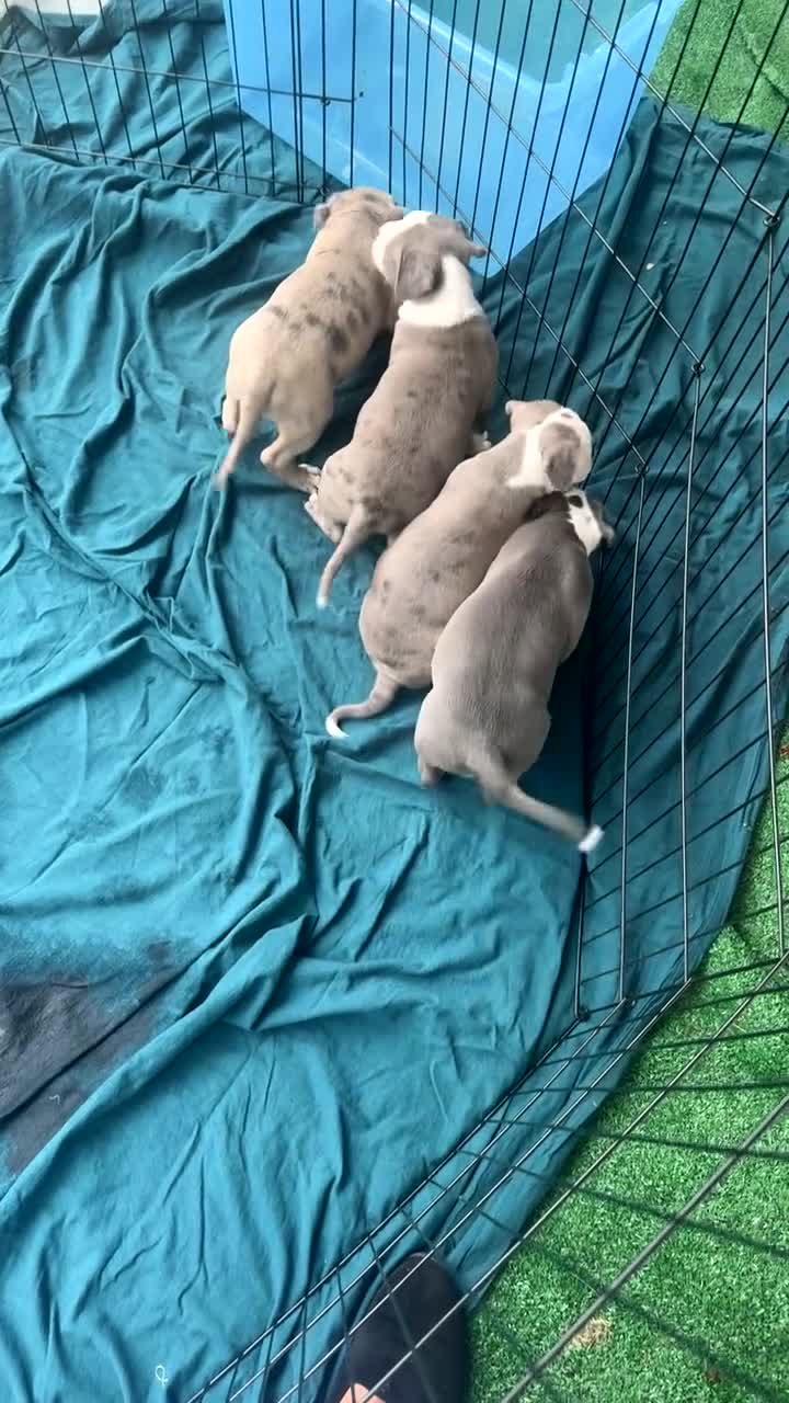 American Bully dogs for sale: American Bully Puppy 1 - Video 3