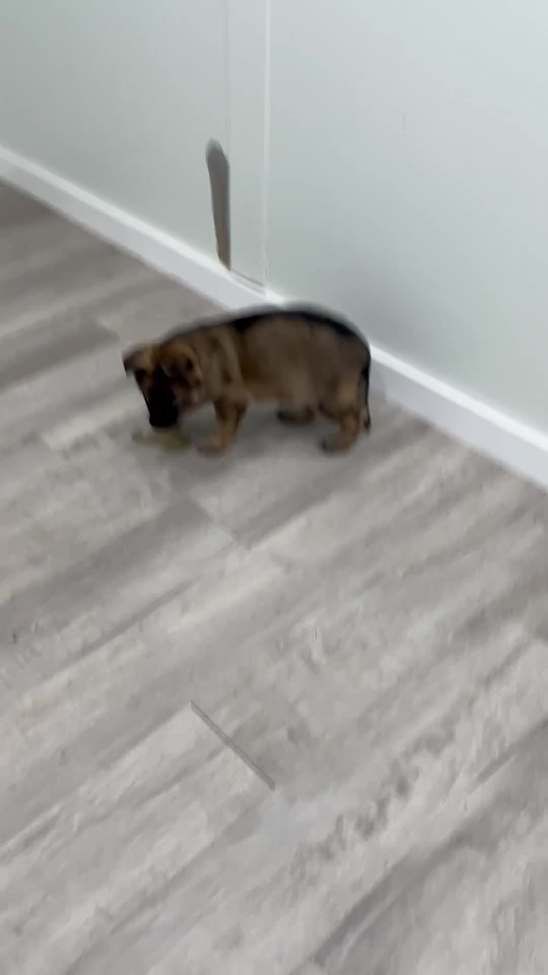 German Shepherd dogs for sale: Karla - Video 1