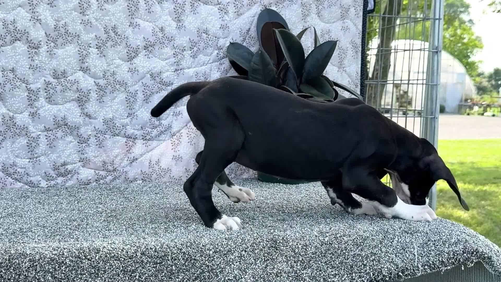 Great Dane dogs for sale: Fern - Video 1