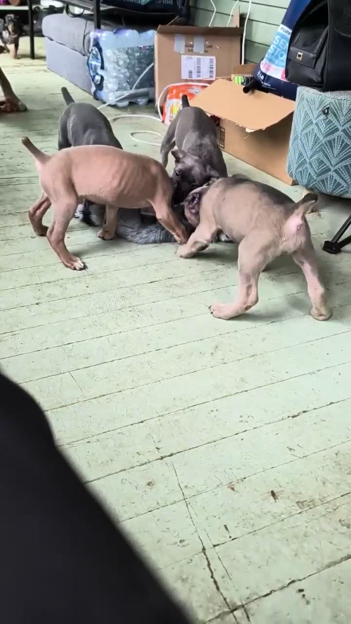 Cane Corso dogs for sale: Cane Corso 2 - Video 2