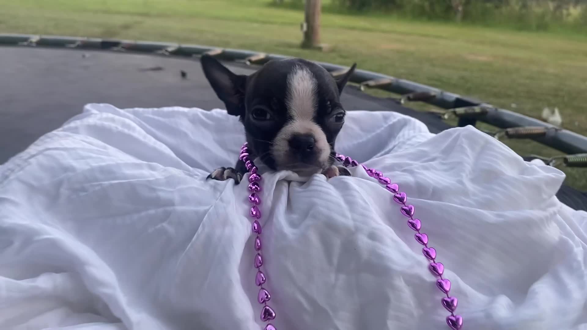 Boston Terrier dogs for sale: Boston Terrier 5 - Video 1