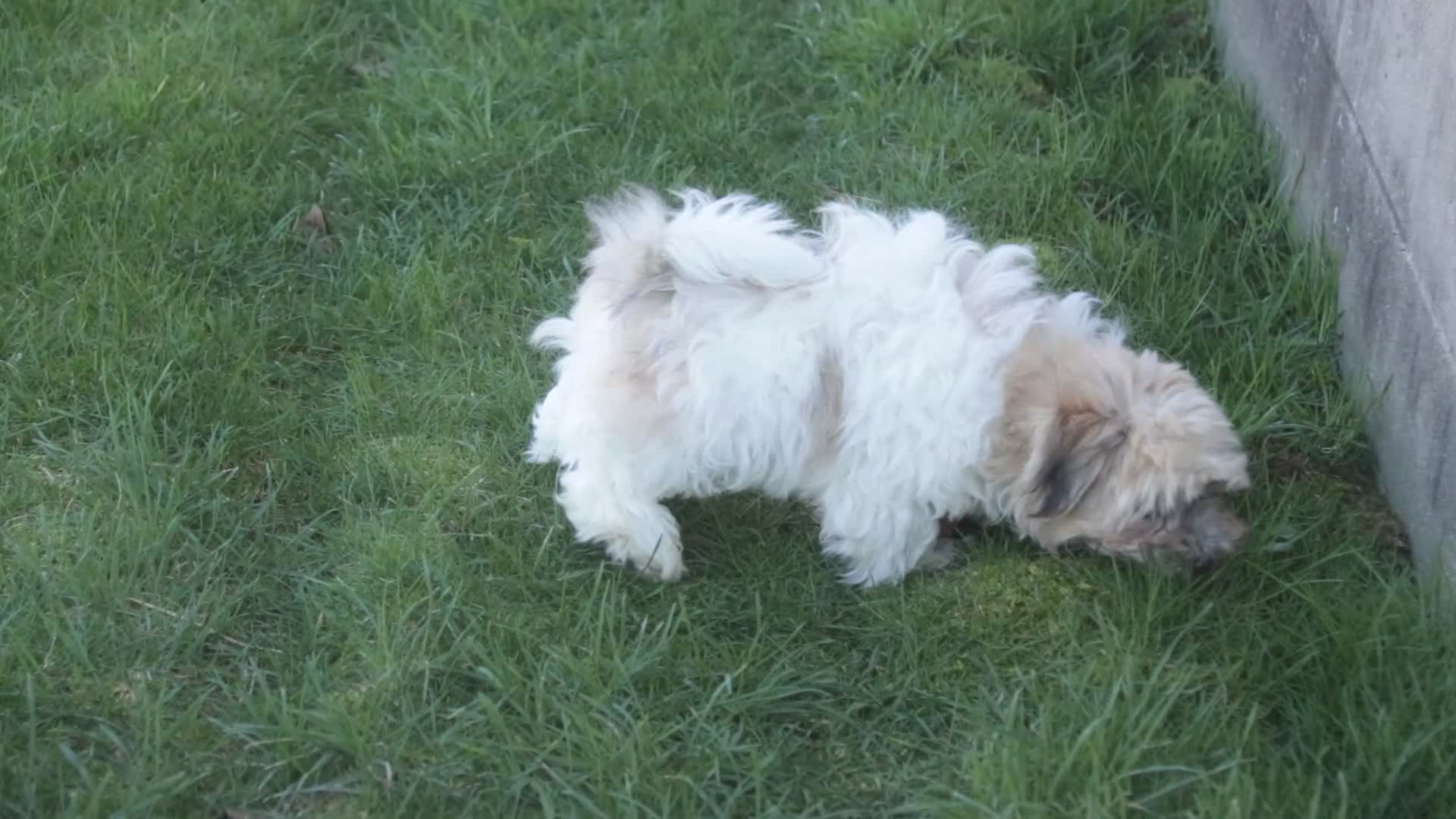 Havanese dogs for sale: Leo - Video 1