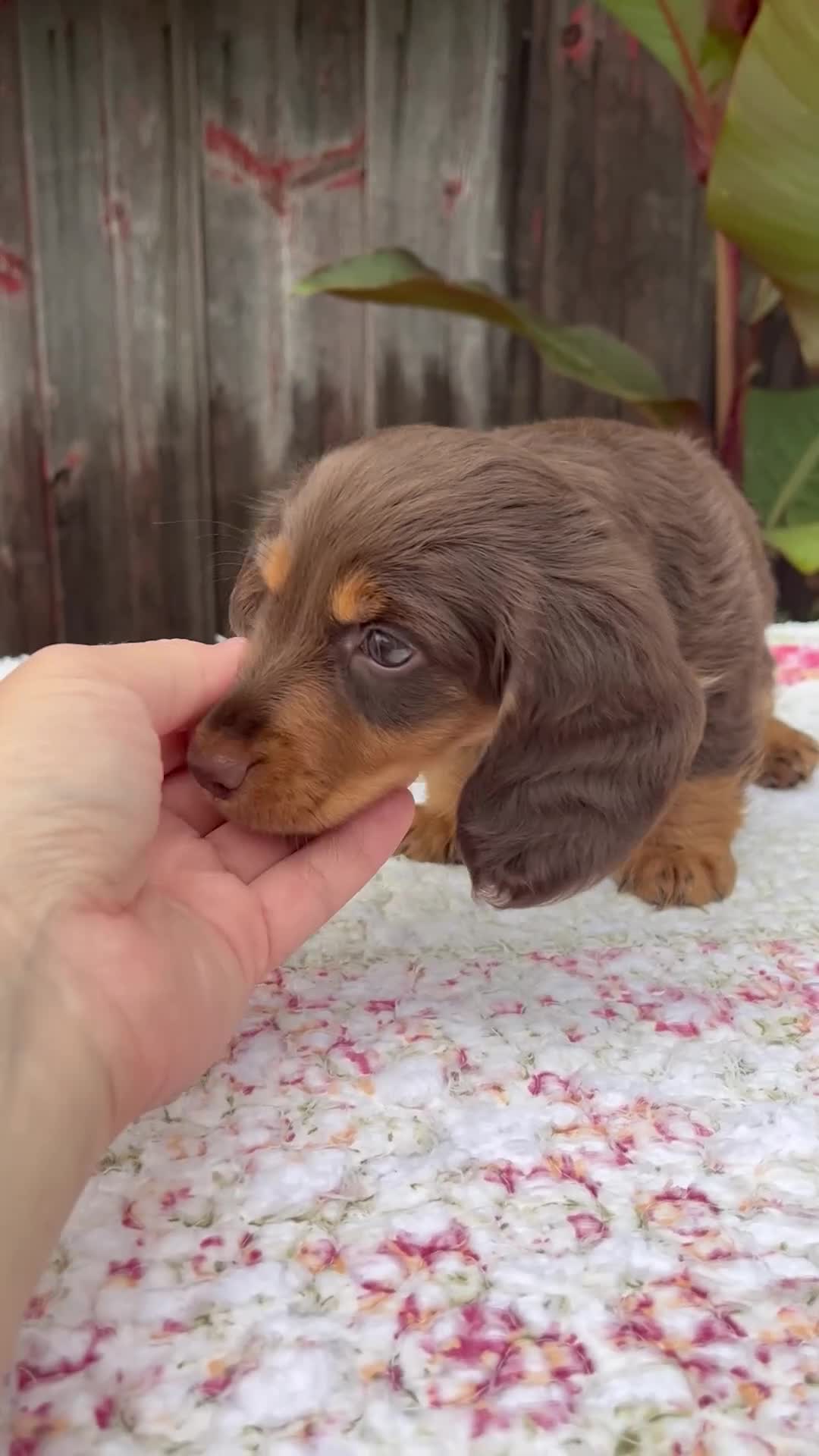 Miniature Dachshund dogs for sale: Ava - Video 1