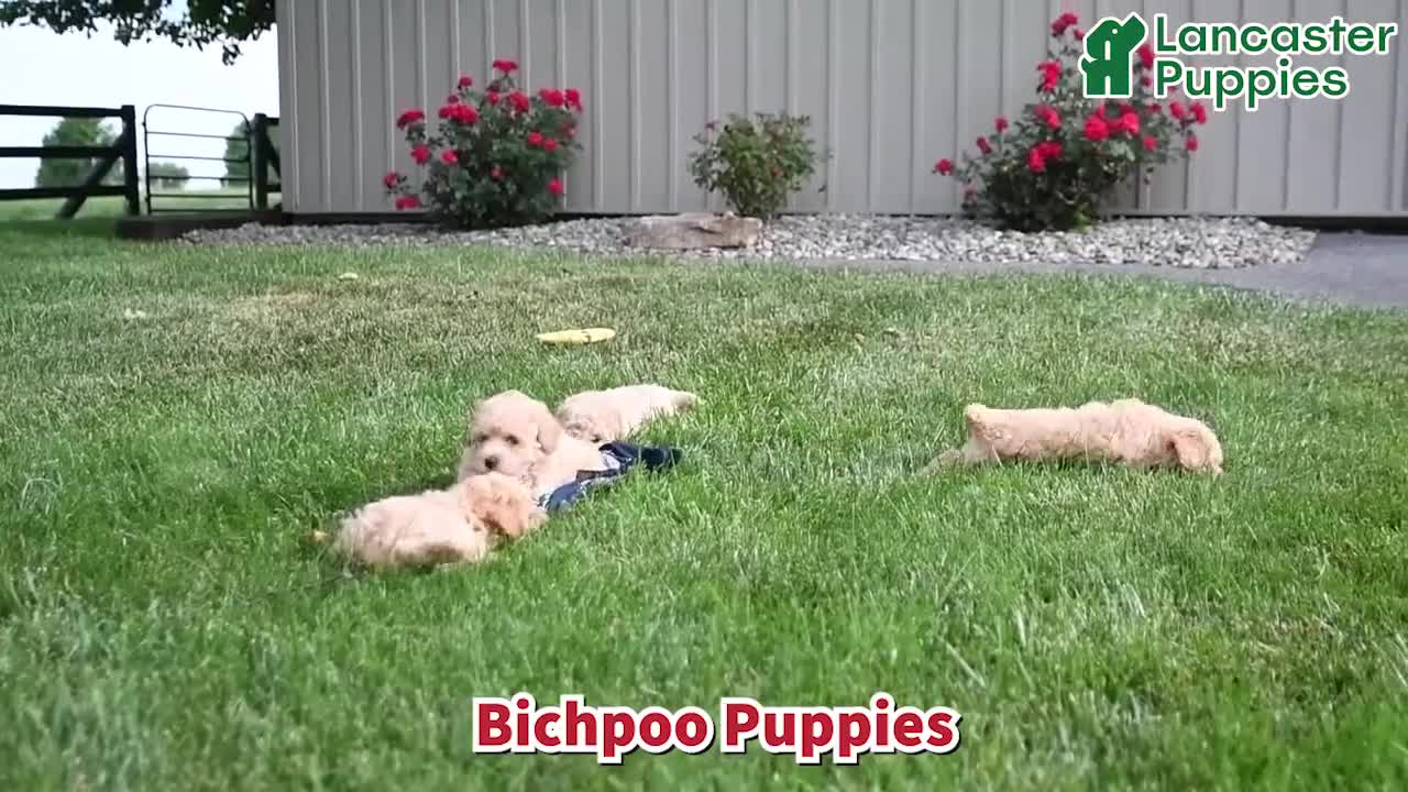 Bichpoo dogs for sale: Donovan - Video 1