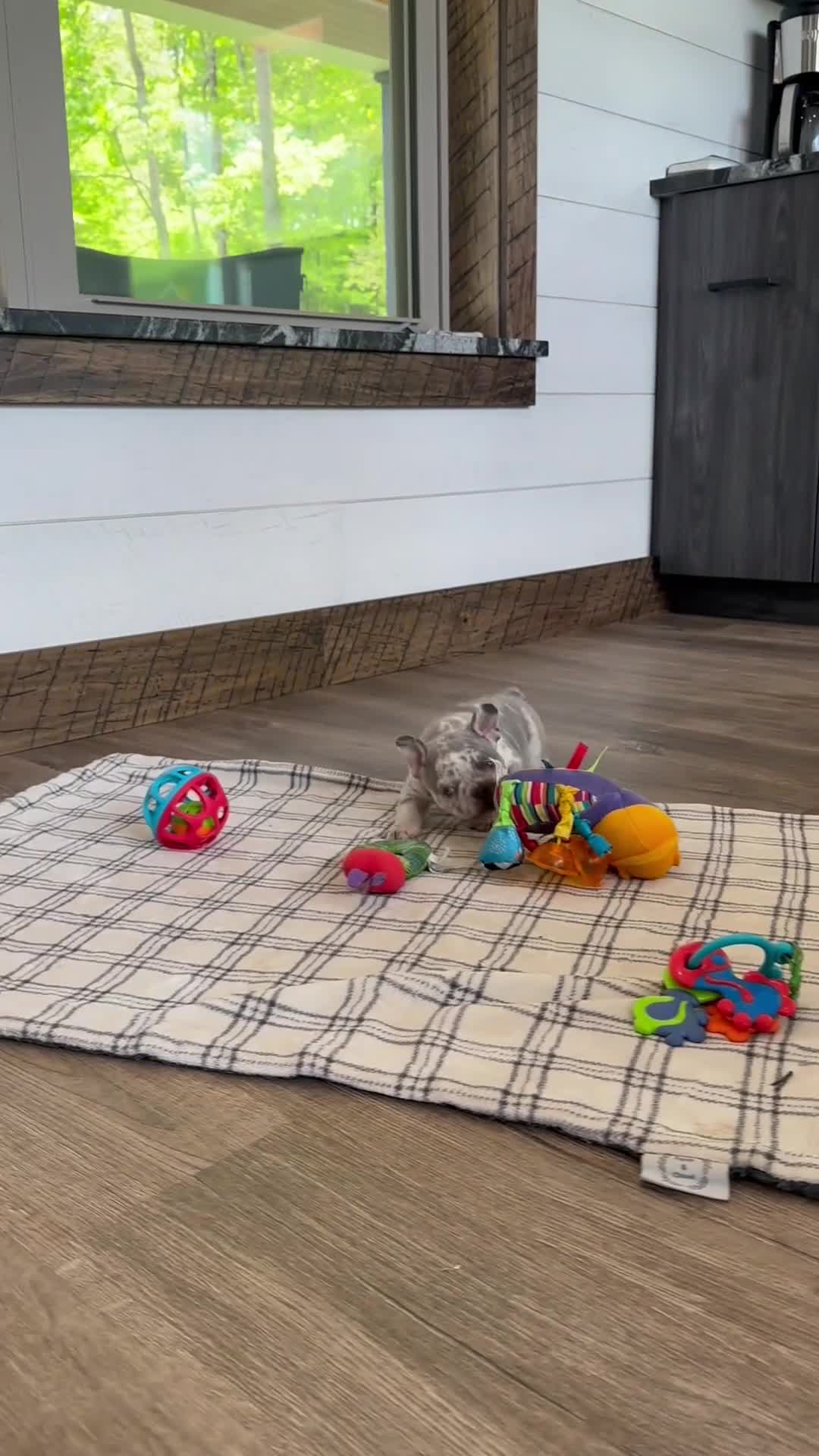 French Bulldog dogs for sale: Kowen - Video 1