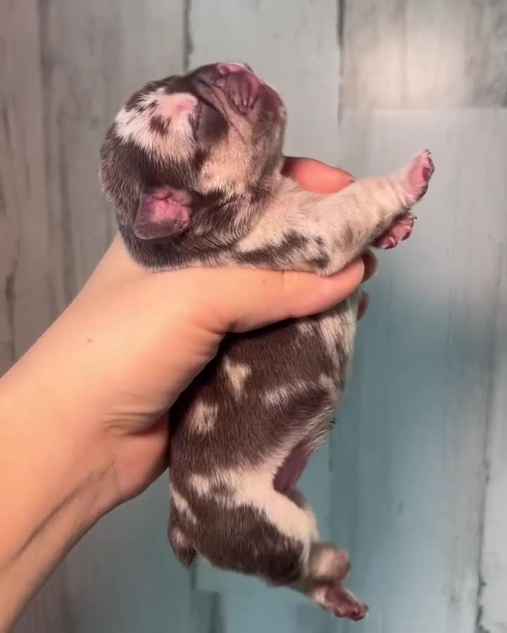 French Bulldog dogs for sale: Midnight Groove’s One In A Million-Merle - Video 2