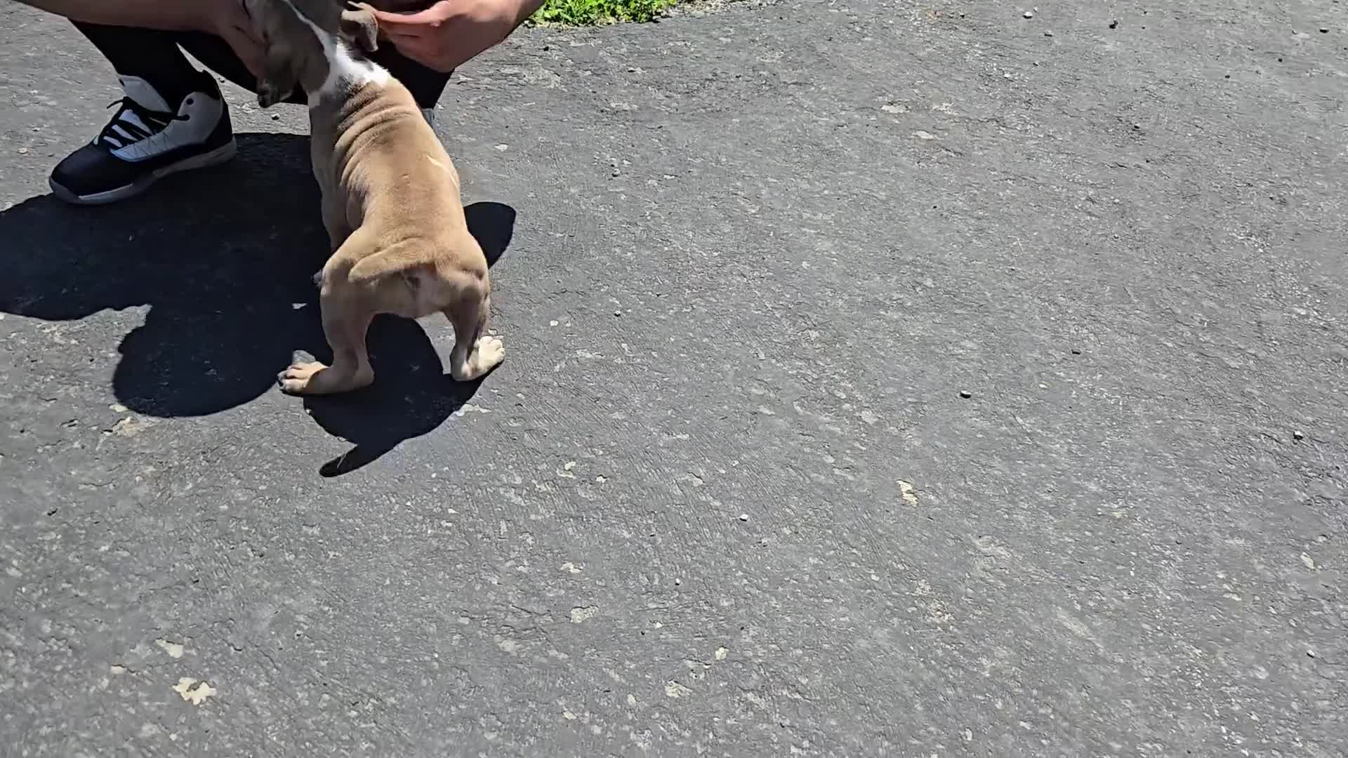 Mixed Breed dogs for sale: Hawks Sunny - Video 1