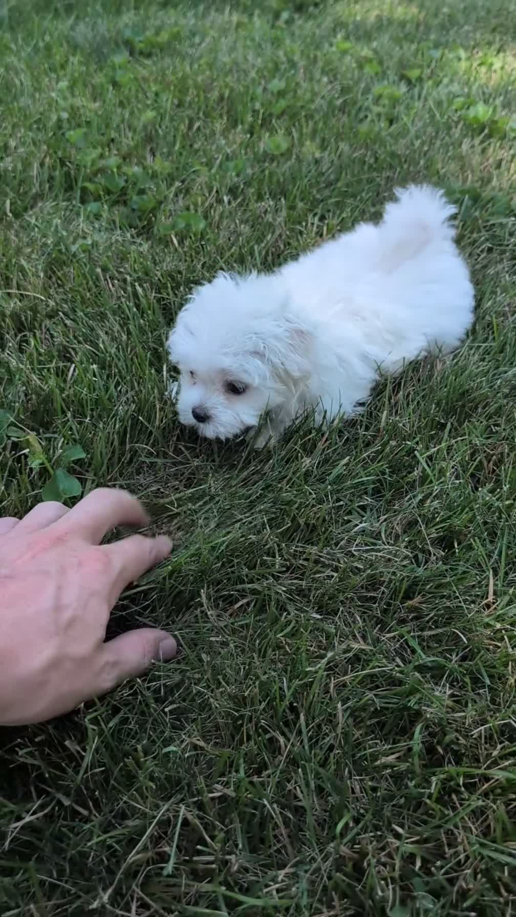 Maltese dogs for sale: Tessa - Video 1