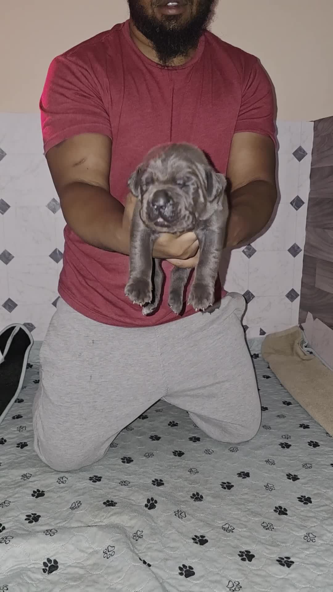 Cane Corso dogs for sale: Cane Corso Puppy 2 - Video 1