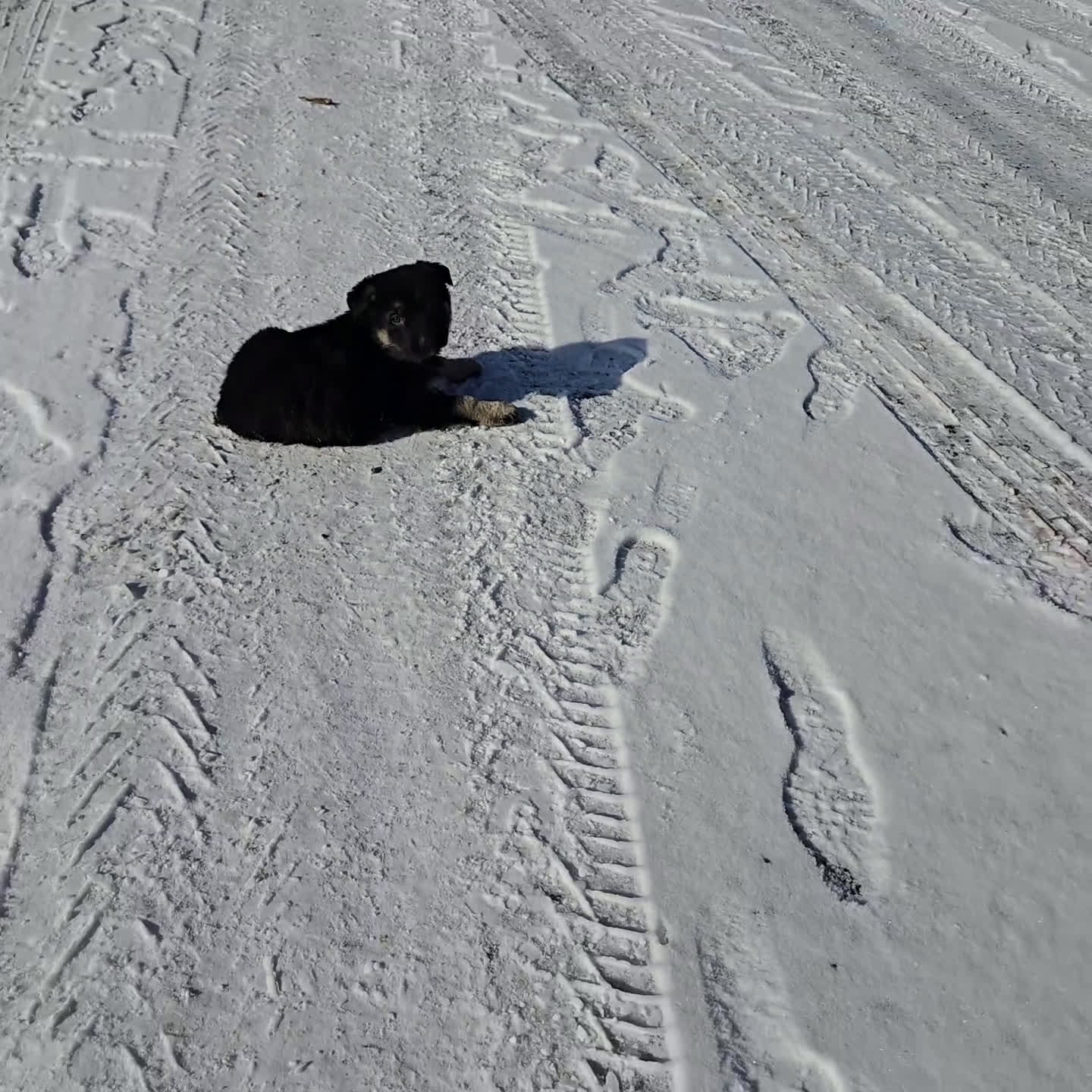 German Shepherd dogs for sale: Rowdy - Video 1