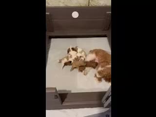 Miniature Poodle dogs for sale: Chai - Video 1