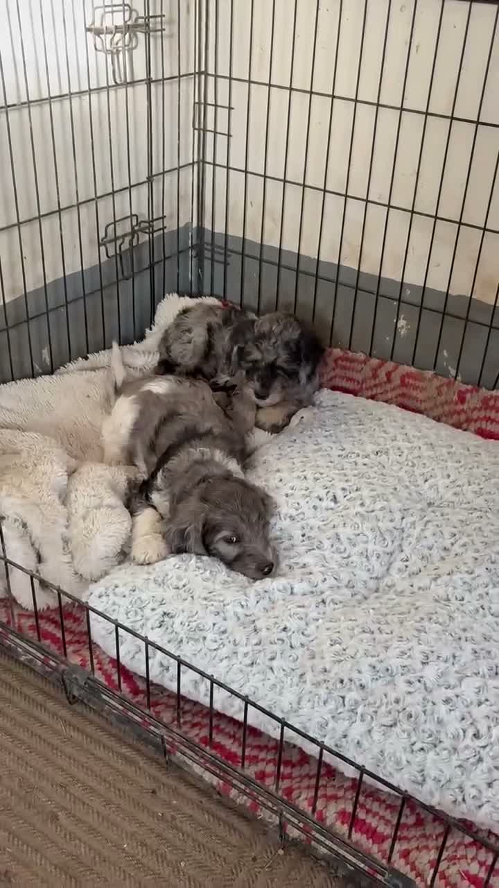 Mixed Breed dogs for sale: Loren – Grey & White Small Merle Female Mini Bernedoodle | Happy & Social | 25–30 lbs - Video 6