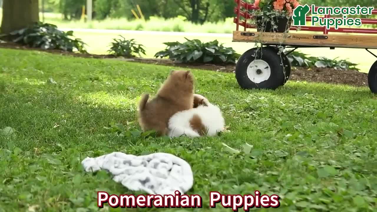 Pomeranian dogs for sale: Buffalino - Video 1
