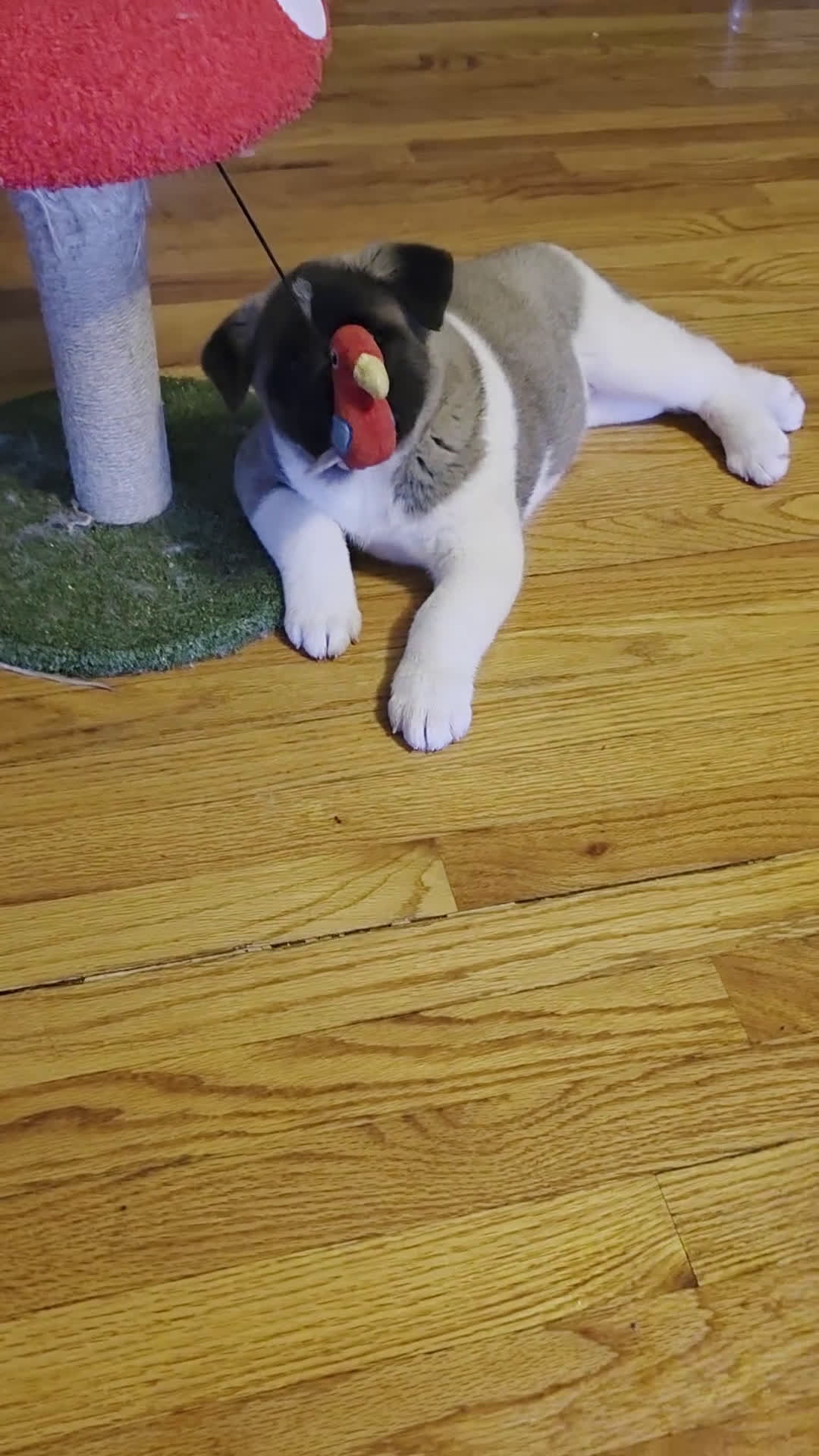 Akita dogs for sale: AKC Charm - Video 3