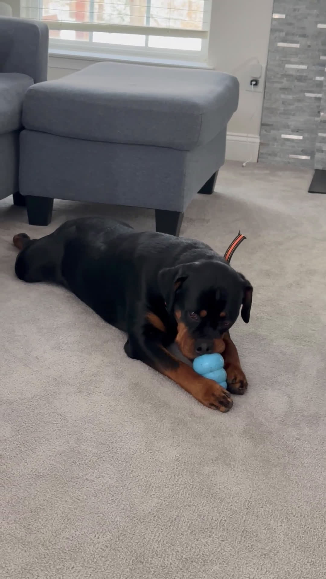 Rottweiler dogs for sale: Dream  - Video 1