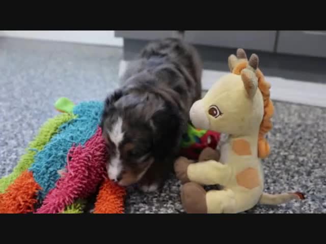 Mini Bernedoodle dogs for sale: Justin - Video 3
