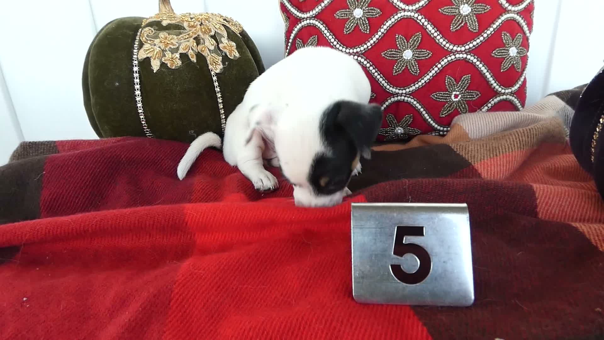 Chihuahua dogs for sale: Chihuahua 5 Shiela - Video 1