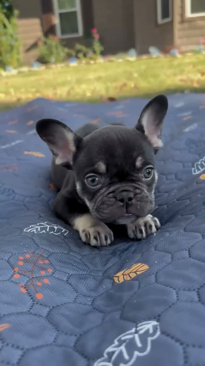 French Bulldog dogs for sale: Sammy - Video 1