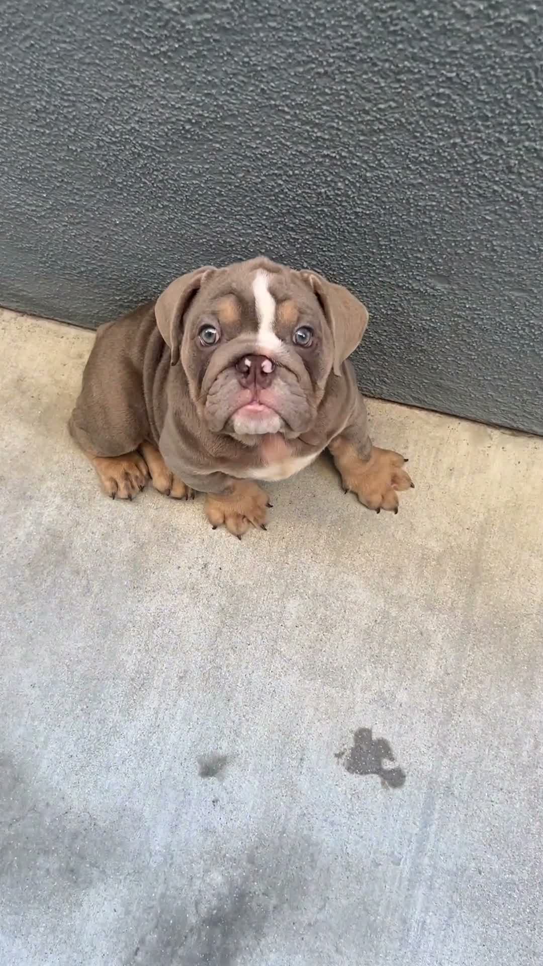 English Bulldog dogs for sale: English Bulldog 1 - Video 2